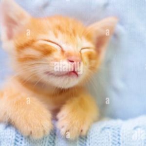 Meet your Posher, Mel